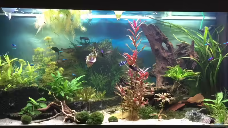 Aquarium Hauptansicht von Becken 33471 von Olaf Brandt (1)