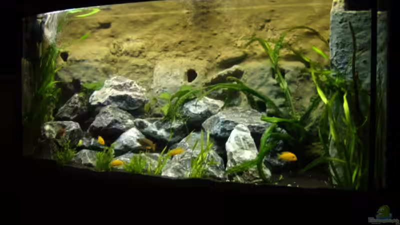 Aquarium Hauptansicht von Becken 3353 Aquarium Hauptansicht von Becken 3353