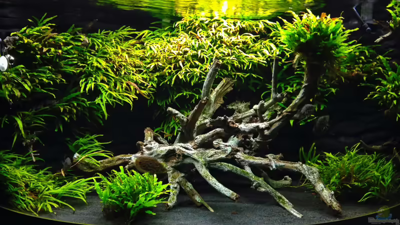 Aquarium Hauptansicht von Becken 33537 von K.S. (1)