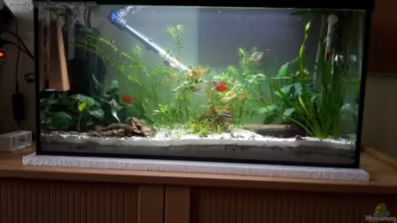 Aquarium Hauptansicht von Becken 33538 von Reno (1)