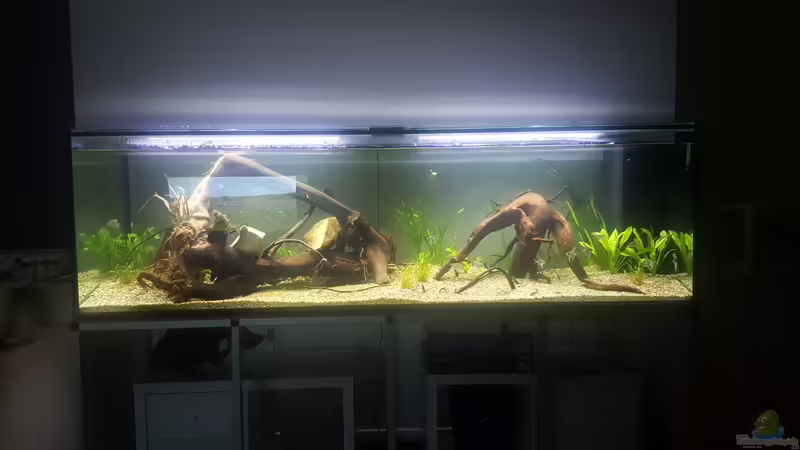 Aquarium Hauptansicht von Becken 33581