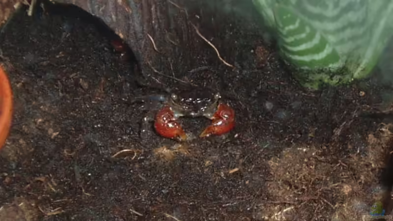 Aquarium Hauptansicht von Becken 3360