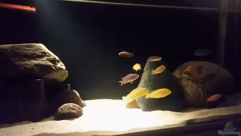 Aquarium Hauptansicht von Becken 33614 von Dave Weber (1)