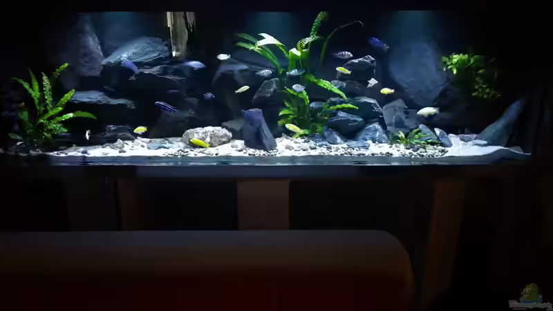 Aquarium Hauptansicht von Becken 33684 von Uncas (1)