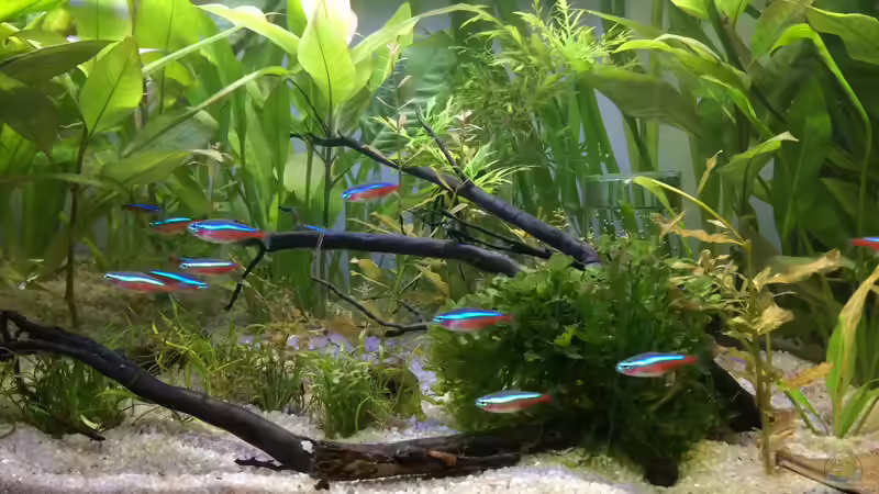 Aquarium Hauptansicht von Becken 33704 von Yueliang (1)