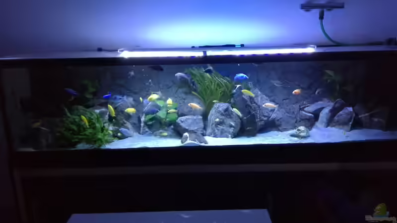 Aquarium Hauptansicht von Becken 33718