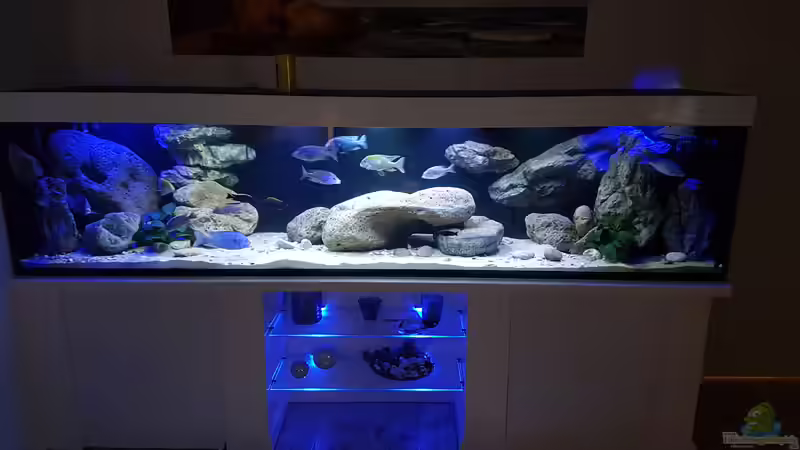 Aquarium Hauptansicht von Becken 33767 von Heiko W.