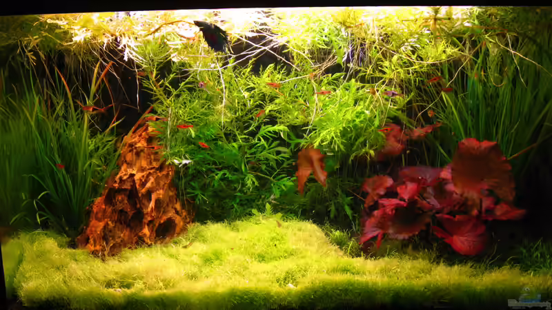 Aquarium Hauptansicht von Becken 33774 von Andreas Bauer