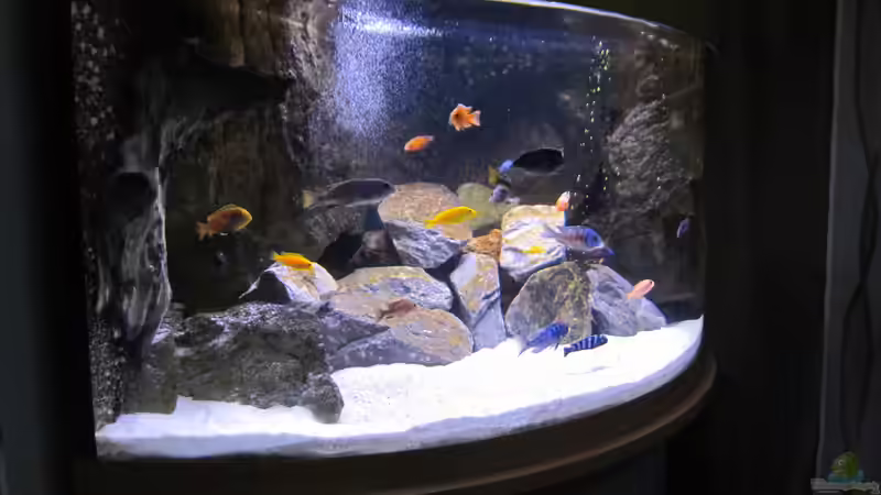 Aquarium Hauptansicht von Becken 33784 von Malawifürst (1)