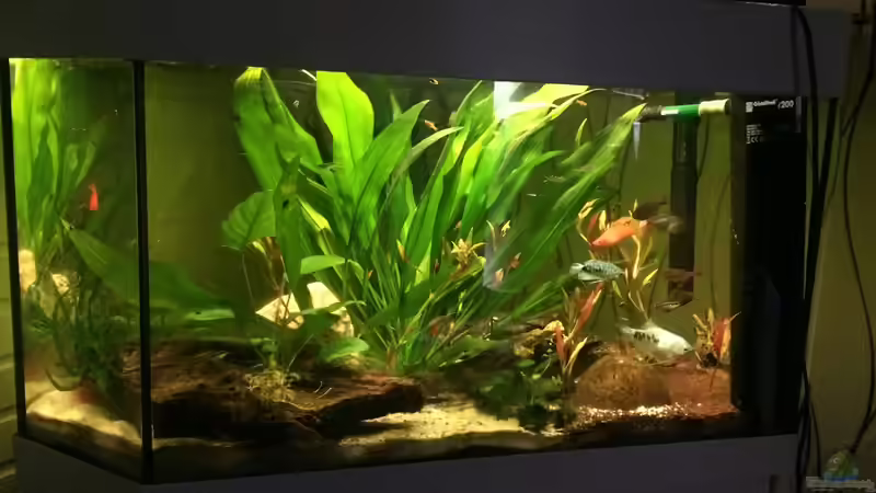 Aquarium Hauptansicht von Becken 33802 von Julia Wohlschläger (1)