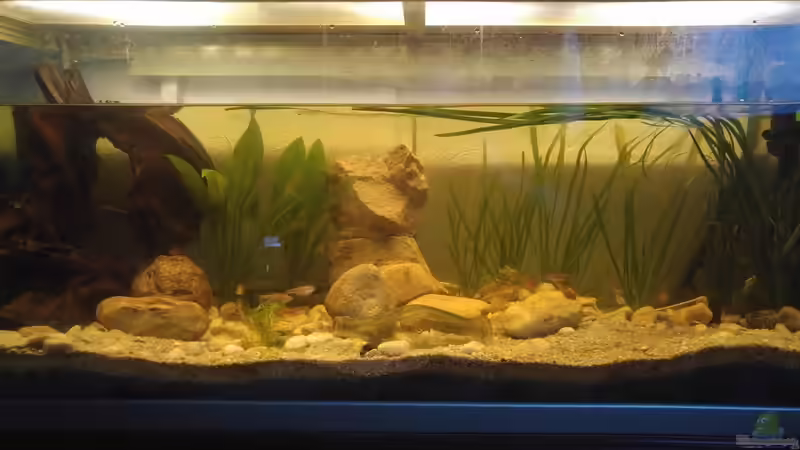 Aquarium Hauptansicht von Becken 33949 von Dom Guzik (1)