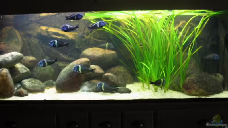 Aquarium Hauptansicht von Becken 3399