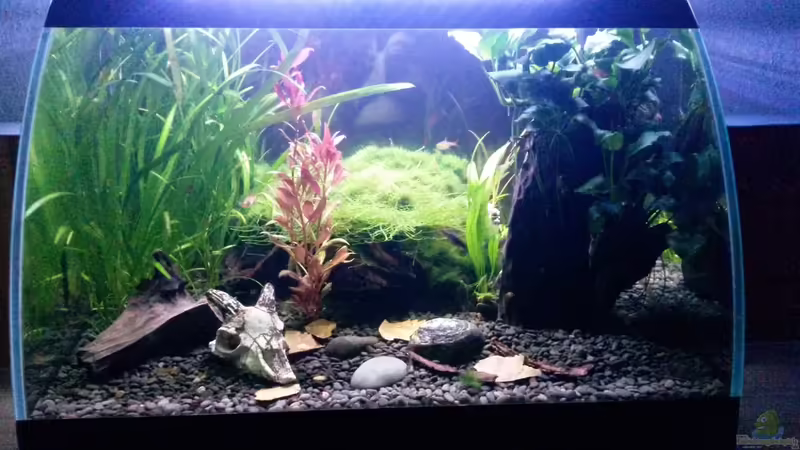 Aquarium Hauptansicht von Becken 34034 von Rabäukchen (1)