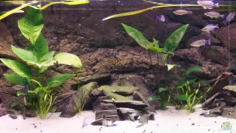 Aquarium Hauptansicht von Becken 3404 von Martin Hänggi (1)