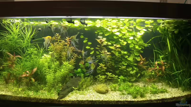 Aquarium Hauptansicht von Becken 34106 von Standard (1)