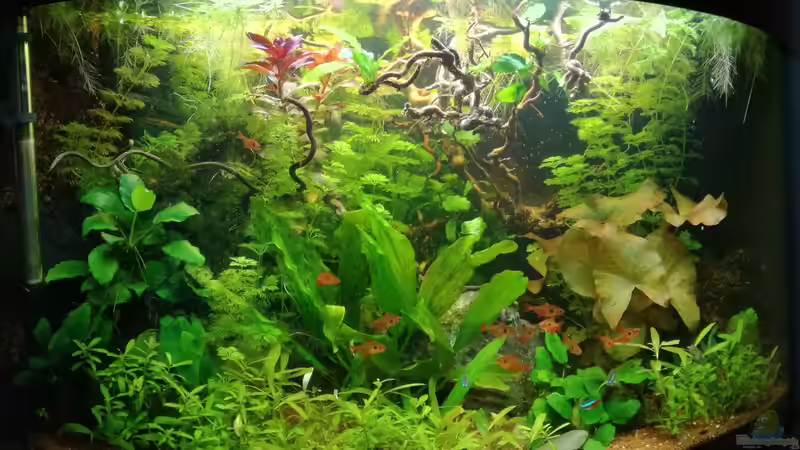 Aquarium Hauptansicht von Becken 34169 von Heike Fuchs (1)