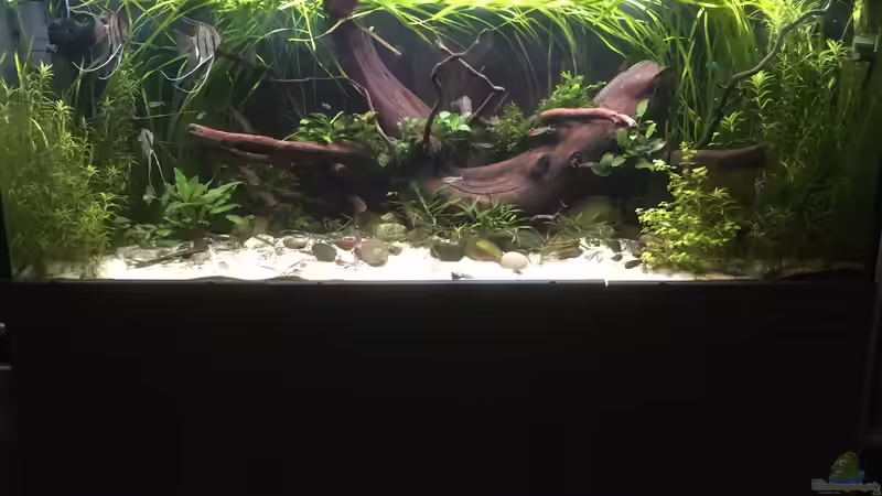 Aquarium Hauptansicht von Becken 34195 von Dominik Wexenberger (1)