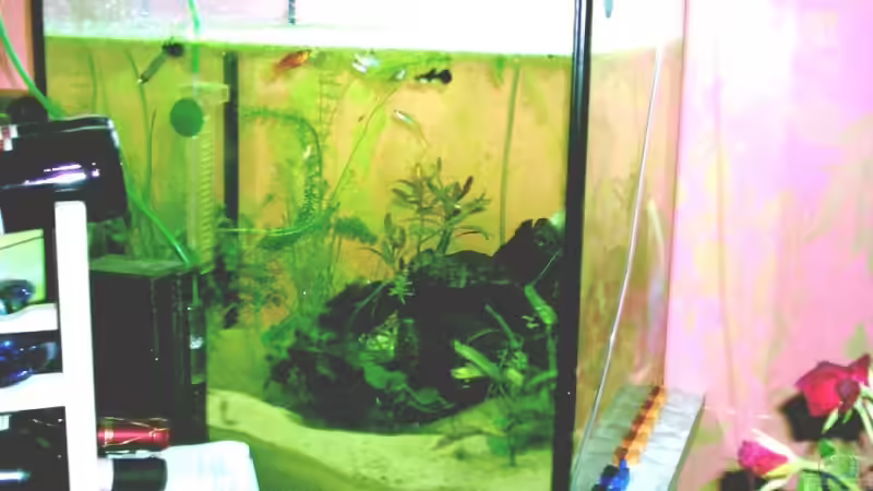 Aquarium Hauptansicht von Becken 3421