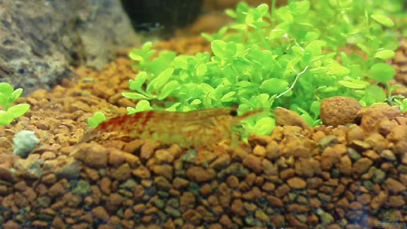 Aquarium Hauptansicht von Becken 3434 von Jens Hug (1)