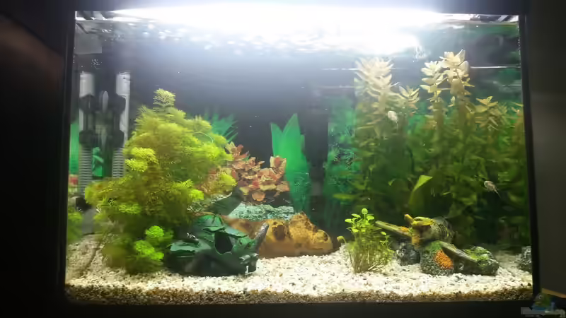 Aquarium Hauptansicht von Becken 34368 von Ricardo1198 (1)