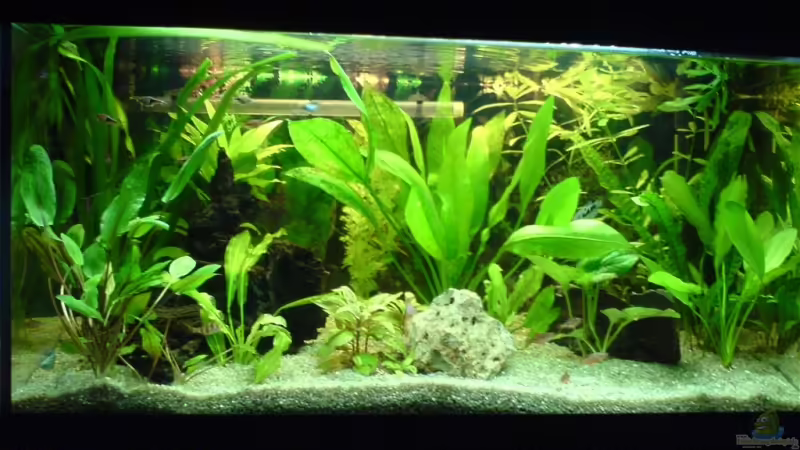 Aquarium Hauptansicht von Becken 3447