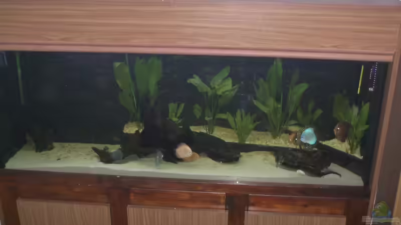 Aquarium Hauptansicht von Becken 3460