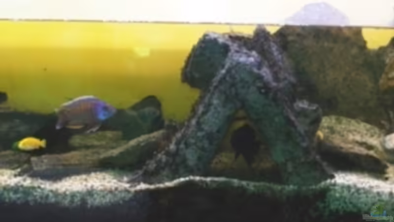 Aquarium Hauptansicht von Becken 3472