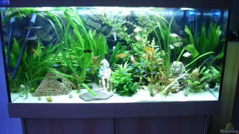 Aquarium Hauptansicht von Becken 3479 von Carsten Meyborg (1)