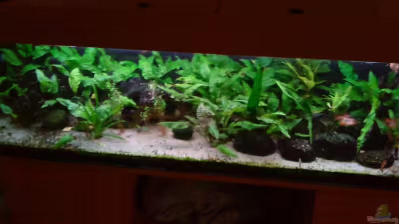 Aquarium Hauptansicht von Becken 3483 von Sören Gebhardt (1)