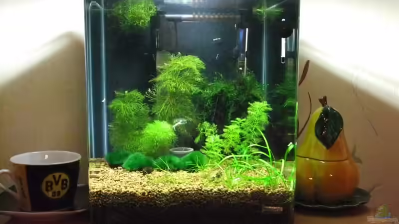 Aquarium Hauptansicht von Becken 3497