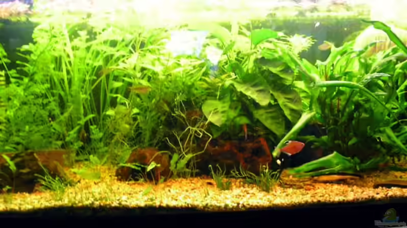 Aquarium Hauptansicht von Becken 3502