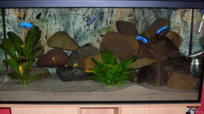 Aquarium Hauptansicht von Becken 3512 von Marcel Hoppe (1)