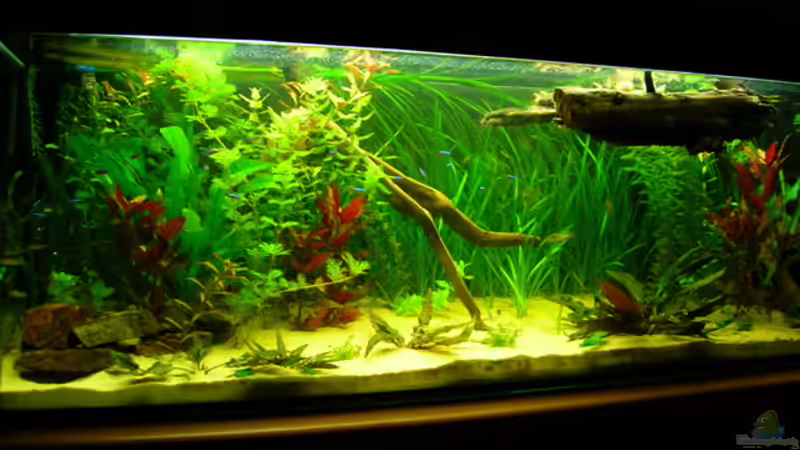 Aquarium Hauptansicht von Becken 3526 von Burgherr (1)