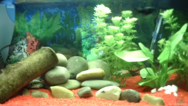 Aquarium Hauptansicht von Becken 3545 von Markus Köhler (1) (2)