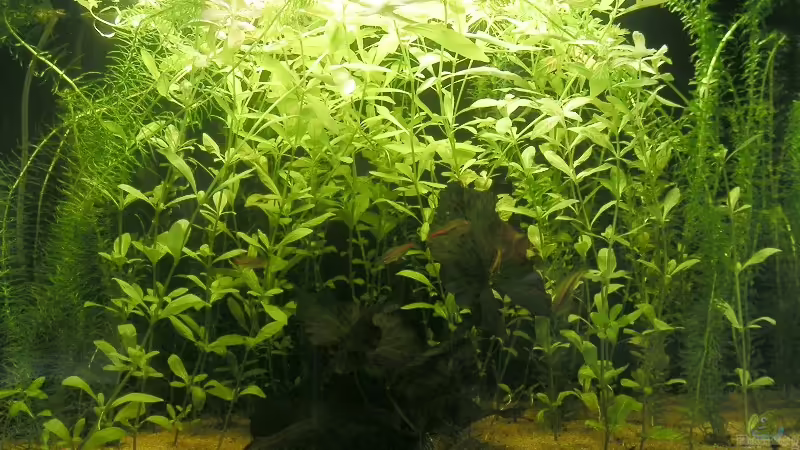 Aquarium Hauptansicht von Becken 3553