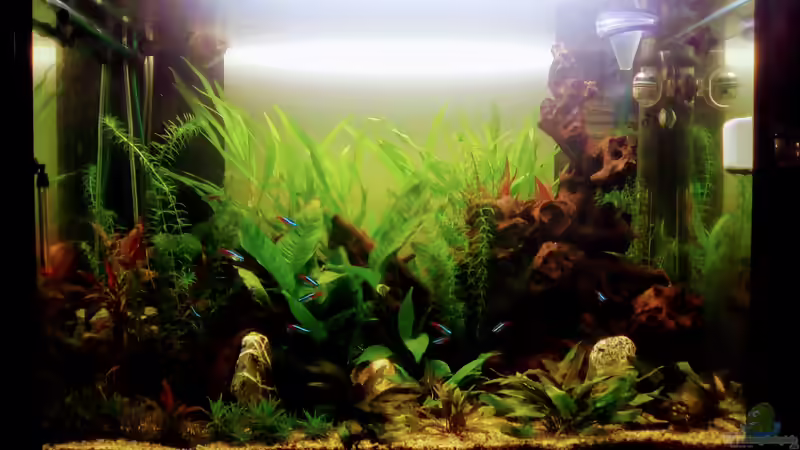 Aquarium Hauptansicht von Becken 35548 von josef frohner