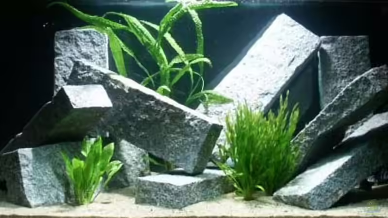 Aquarium Hauptansicht von Becken 356