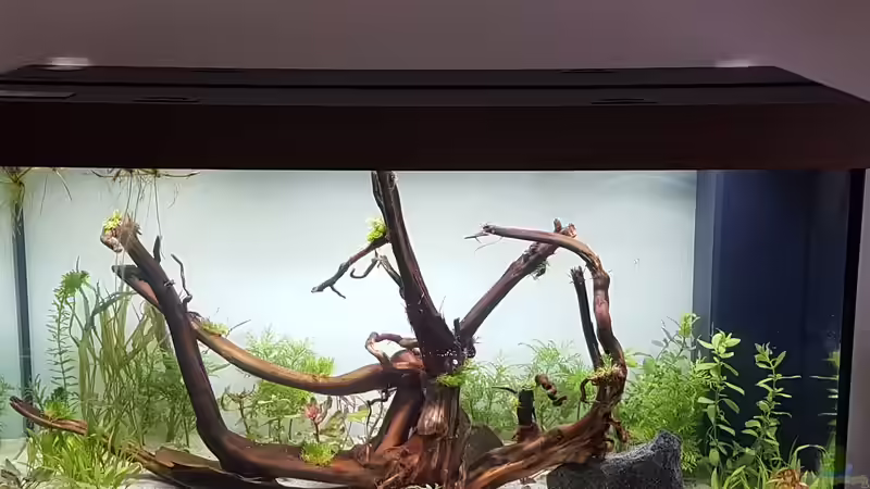 Aquarium Hauptansicht von Becken 35668 von André L. (1)