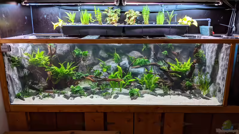 Aquarium Hauptansicht von Becken 35673 von Fischfritze