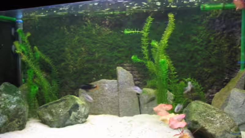 Aquarium Hauptansicht von Becken 3568 von Jeffry Westerhoff (1)