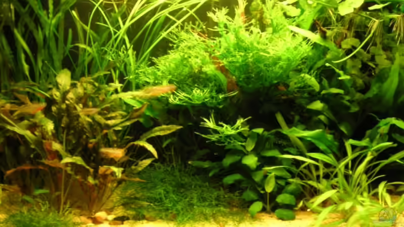 Aquarium Hauptansicht von Becken 3571 von Jasmin (1)