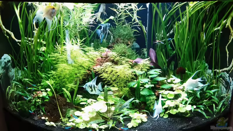 Aquarium Hauptansicht von Becken 35946 von Helene (1)