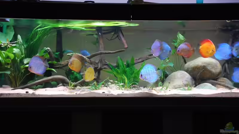 Aquarium Hauptansicht von Becken 3605 von Discusfan (1)