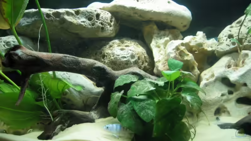 Aquarium Hauptansicht von Becken 3618