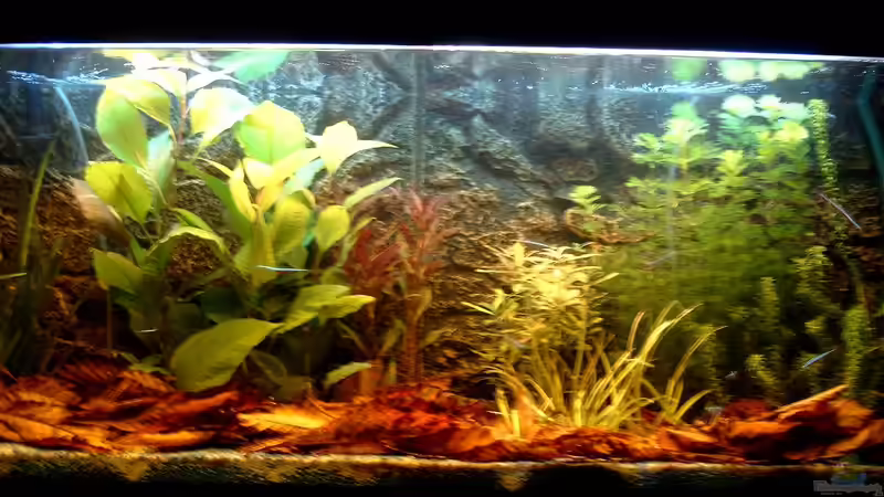 Aquarium Hauptansicht von Becken 3622 von Hans-Peter Kröher (1)