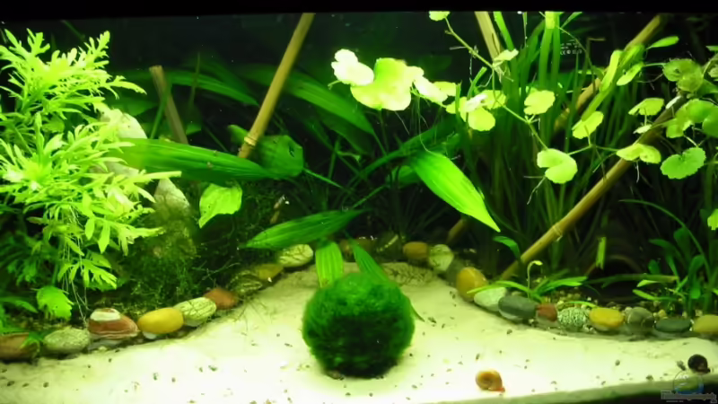 Aquarium Hauptansicht von Becken 3628 von Sabrina Sommer (1)