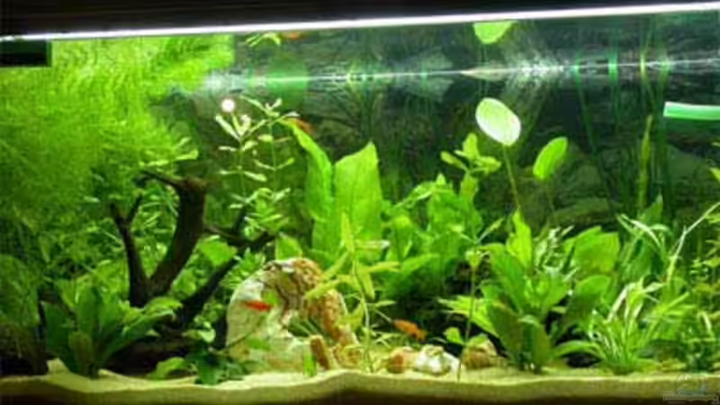 Aquarium Hauptansicht von Becken 3636