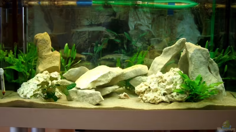 Aquarium Hauptansicht von Becken 3646 von Sebastian Eckert (1) (2)