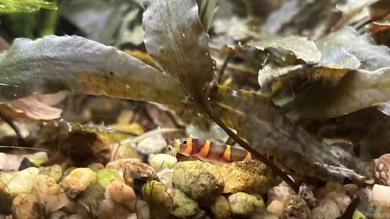 Aquarium Hauptansicht von Becken 36541 180 Liter Entspannung