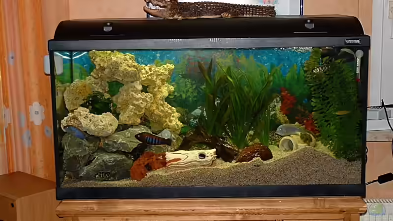 Aquarium Hauptansicht von Becken 3663